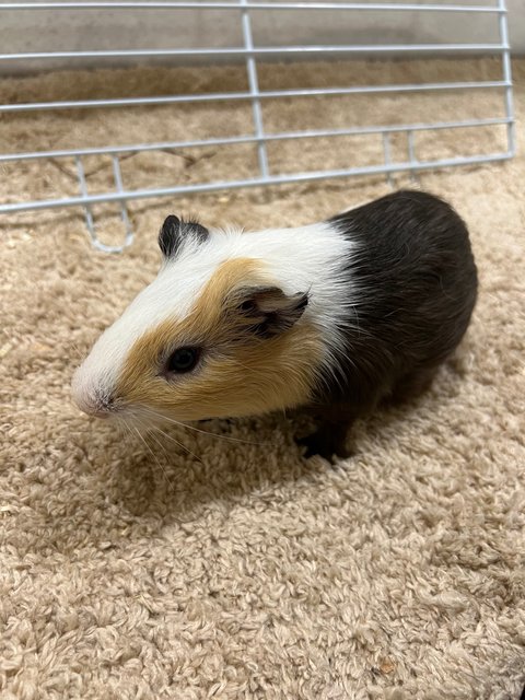 Piggies With Big Cage - Guinea Pig Small & Furry