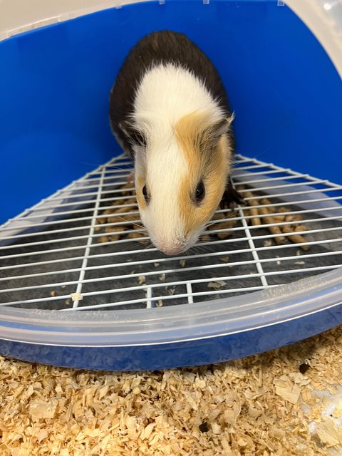 Piggies With Big Cage - Guinea Pig Small & Furry