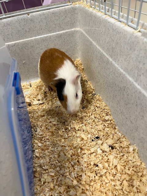 Piggies With Big Cage - Guinea Pig Small & Furry