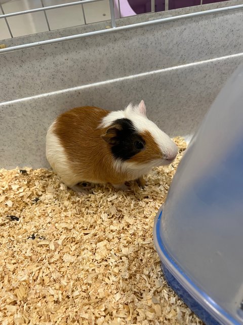 Piggies With Big Cage - Guinea Pig Small & Furry