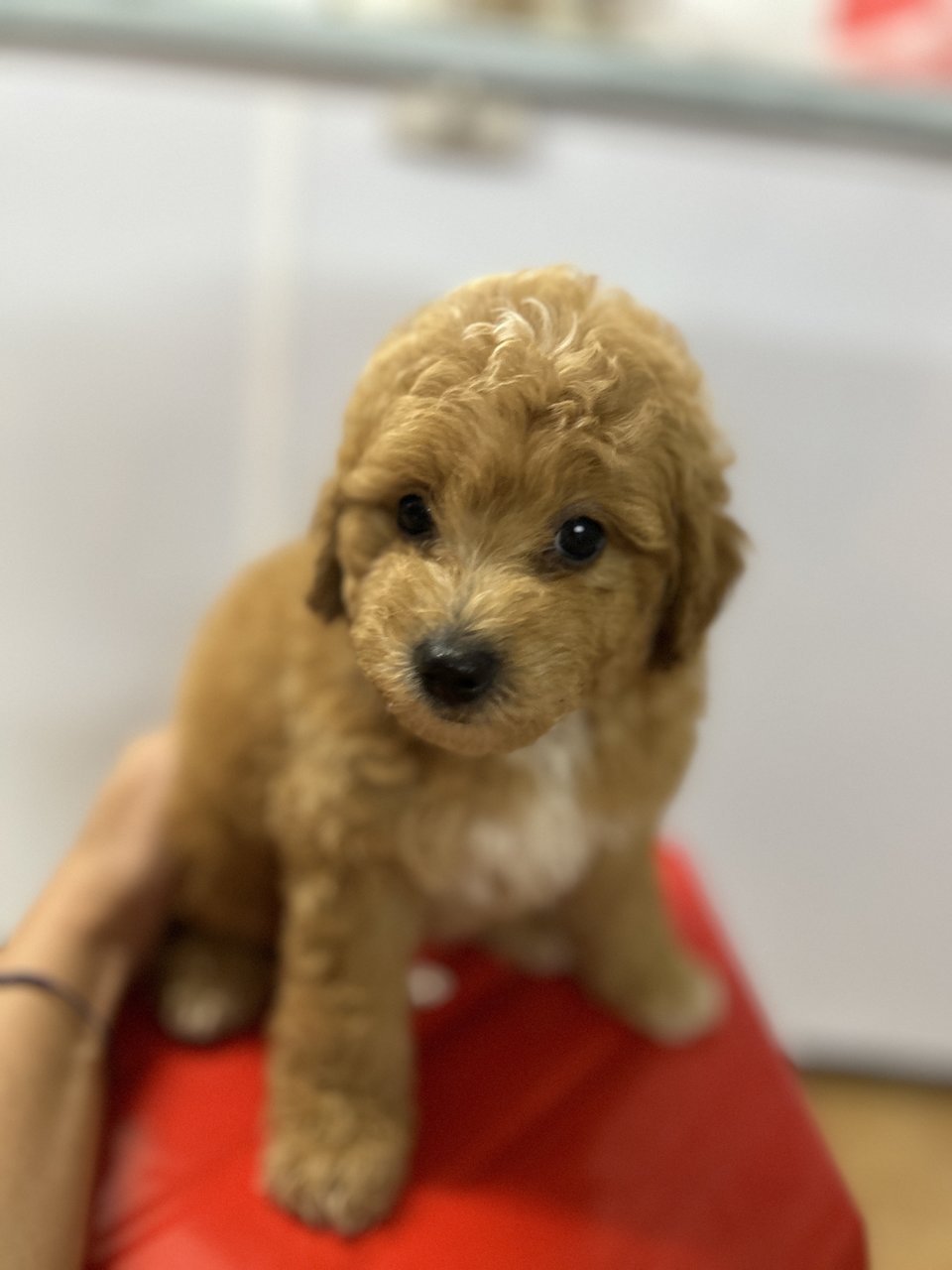 New Born Baby - Poodle Dog