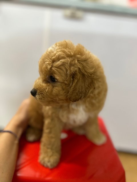 New Born Baby - Poodle Dog