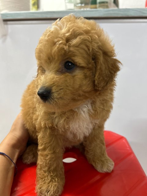 New Born Baby - Poodle Dog