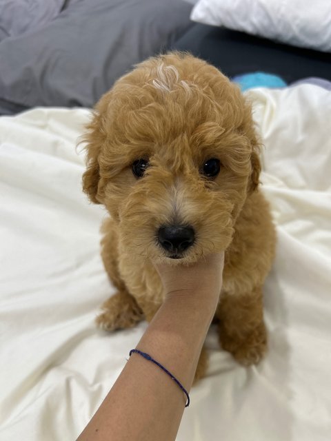 New Born Baby - Poodle Dog