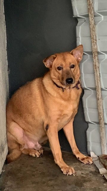 Brownie  - Mixed Breed Dog