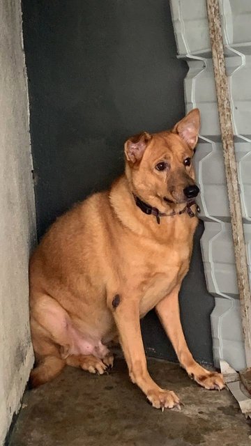 Brownie  - Mixed Breed Dog