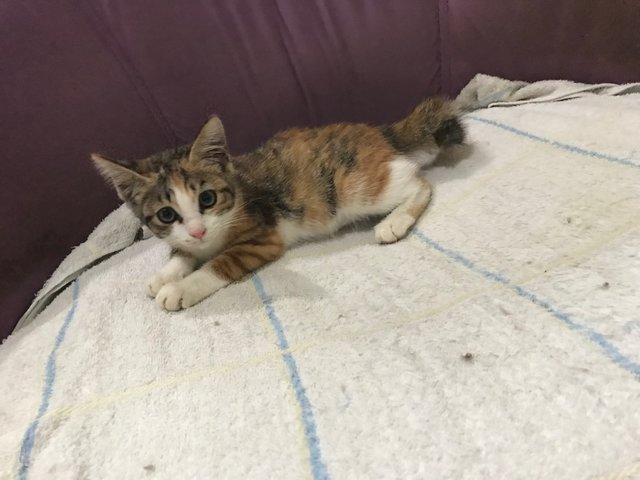 Raspberry  - Calico + Domestic Short Hair Cat