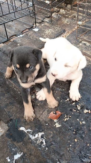 Mito,paru - Mixed Breed Dog