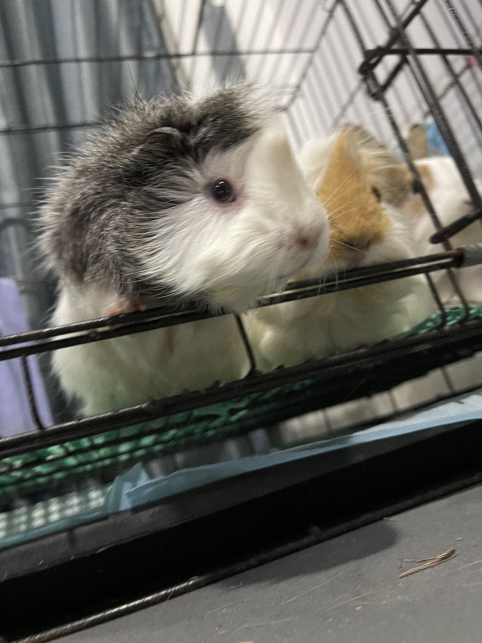 Oreo And Peanut - Guinea Pig Small & Furry