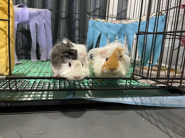 Oreo And Peanut - Guinea Pig Small & Furry