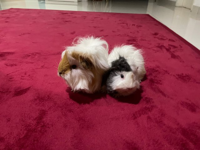 Oreo And Peanut - Guinea Pig Small & Furry