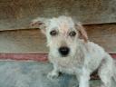 Terrier Mix Breed - Mixed Breed Dog