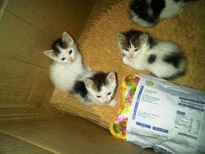 Four Kittens - Domestic Short Hair Cat