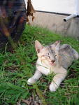 Kitty E - Tuxedo + Abyssinian Cat