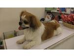 Ginger - Pekingese + Shih Tzu Dog