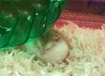 Roborovski - Roborovsky's Hamster Hamster