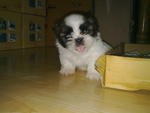 Shih Tzu Puppy  - Shih Tzu Dog