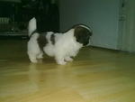 Shih Tzu Puppy  - Shih Tzu Dog