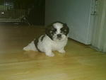 Shih Tzu Puppy  - Shih Tzu Dog