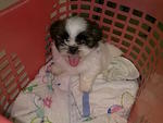 Shih Tzu Puppy  - Shih Tzu Dog