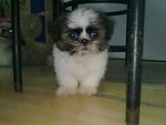 Shih Tzu Puppy  - Shih Tzu Dog