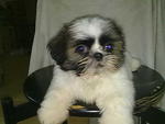 Shih Tzu Puppy  - Shih Tzu Dog