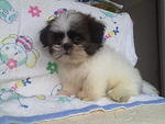 Shih Tzu Puppy  - Shih Tzu Dog