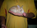 PF13149 - Netherland Dwarf + Bunny Rabbit Rabbit