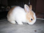 PF13149 - Netherland Dwarf + Bunny Rabbit Rabbit