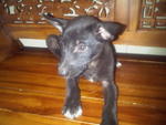 Black Doggie - Mixed Breed Dog