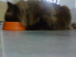 NOM NOM~ nyaaaaisss.   koko ish eating his baby brother's kitten food =_=;