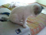 Noname - Domestic Short Hair Cat
