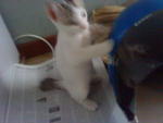 Noname - Domestic Short Hair Cat