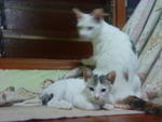 Noname - Domestic Short Hair Cat