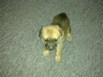 Mongrel Pups - Mixed Breed Dog