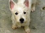 Abby - West Highland White Terrier Westie Dog