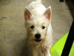 Abby - West Highland White Terrier Westie Dog