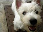 Abby - West Highland White Terrier Westie Dog