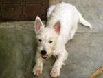 Abby - West Highland White Terrier Westie Dog