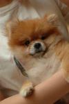 Dolly - Pomeranian Dog