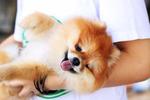 Dolly - Pomeranian Dog