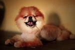 Dolly - Pomeranian Dog