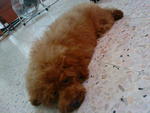 Teddy - Poodle Dog