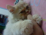 acara akhir: cuddling/kneading/sleeping (terhad utk beberapa minit/saat sahaja) 8D