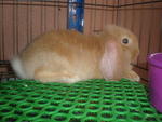 Sunny - Holland Lop Rabbit