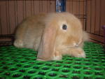 Sunny - Holland Lop Rabbit