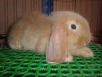 Sunny - Holland Lop Rabbit