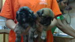 Shih Tzu Mix Pekingnese Puppies - Shih Tzu + Pekingese Dog