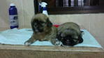 Shih Tzu Mix Pekingnese Puppies - Shih Tzu + Pekingese Dog