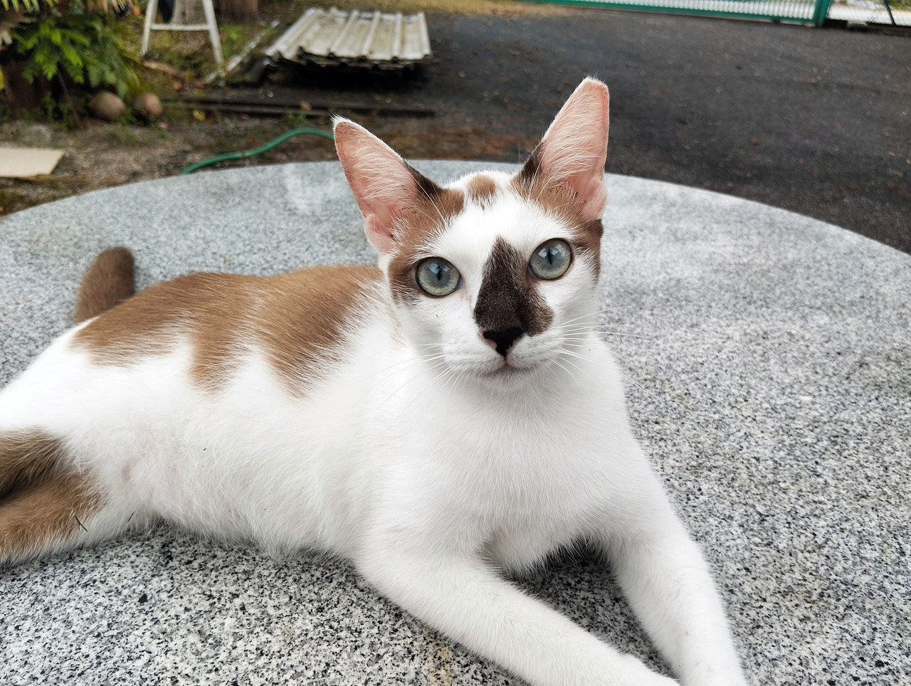 Carlos - Domestic Short Hair Cat